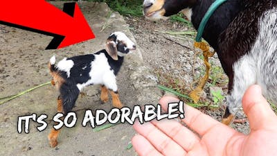 We Were Given A New Baby Goat (Farm House Update) | Vlog #1128