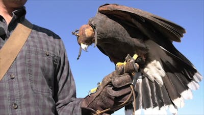 Ranger Nick: Learning About Hawks and Falcons