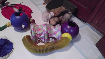 Pitter Patter Ferret Rescue play