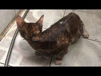 Cute cat taking a bath, how it feeling?  MiuMiu Maze Game