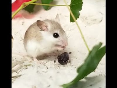 SFTZ Conservation Corner - Perdido Key beach mice