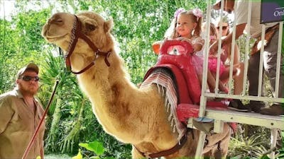 VLOG Diana and Roma we go to the zoo! feed animals and camels diana, rum and lera