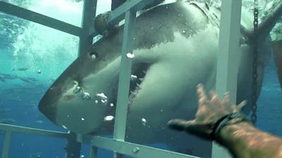 Locked in a Shark Cage for 24 Hours Straight
