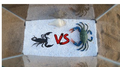 Black Scorpion vs Halloween Crab✅