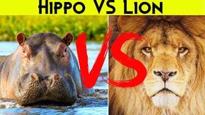 Hippo vs. Lion