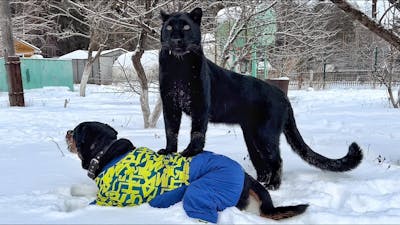 How Panther Luna survives in Siberia at -37˚С🥶😳
