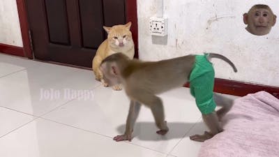 Claver monkey teasing innocent cat- Monkey Vs Cat #monkey, #cat #funny #animals