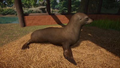 Planet Zoo (PC)(English) #113 9 Minutes of California sea lion (North America Animal DLC)