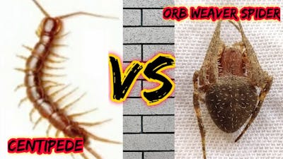 Phil Centipede VS Phil orb Weaver Spider - amazing fight 😱