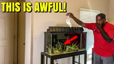 NEVER FEED LIVE MICE TO EXODON FISH!