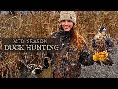 Falconry | Mid Season Duck Hunting with Peregrine Falcon