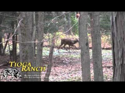 Whitetail Deer Hunting in PA - 180&quot; Trophy Whitetail | Tioga Ranch